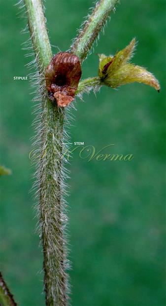  Stipules